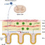 Calcitonin Gene-Related Peptide
