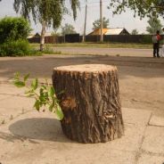 Admiral Asche Baumstumpf