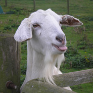 goatGAMING