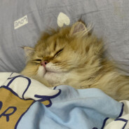 财猪世界最可爱