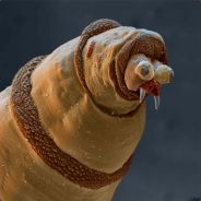 Skalman