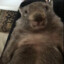 fat wombat