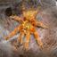 Orange Baboon Tarantula