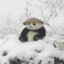 kungfu_vpotoke