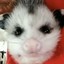 Jerold the simp opossum