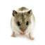 Chinese Hamster Ovary Cells