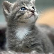 喵星天蝎上车开船