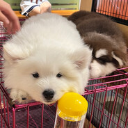 不太好说话的猫猫