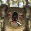 narkoala