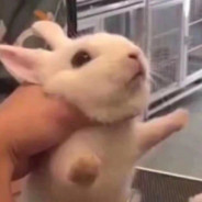 英雄可不能临阵脱逃啊