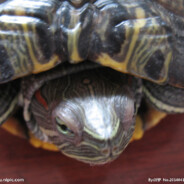 郑睿羿他亲爹郑朴厂