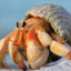 jake_the_hermit_crab4