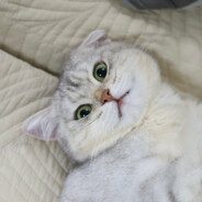 不胜人生一场醉