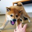 Shiba inu