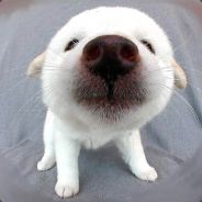 kyy-1 - steam id 76561197970004682