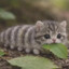 Caterpillar Cat