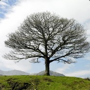 这把能ying算我输