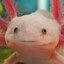 An_Axolotl