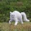 white cat angry