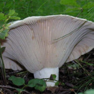 Заебали