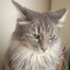 Noble Cat