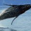WHALE!