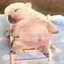 rub my bellay