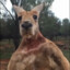 Horizon[Kangaroo]