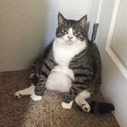 Gros Chat Buzze
