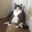 Gros Chat Buzze