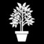 Ficus_Bbx