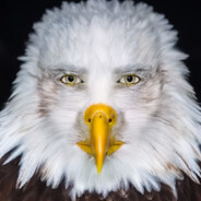 Bald eagle skins.army