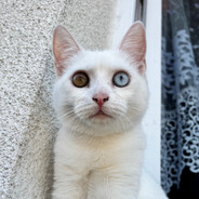 CatPick