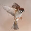 sparrow