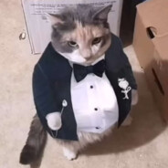 Gangster Cat