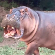 хочу ладу гранту