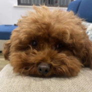 奶牛哥之成都分牛