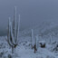 Frozen_Cactus