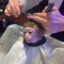 monkey haircut