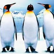 Пингвин государственный