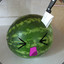 Derpy Watermelon