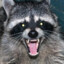 [4e]  Raccoon