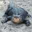 Fat Gator Friday; Lesbian mode