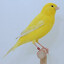Canary on Cannabis