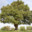 Oak Tree