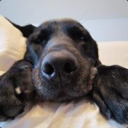 能够死在我的一阳指下，也算是福分