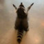 Fat Large Raccoon