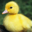 Ducksy