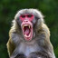 Angry monke