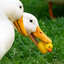Duckaholic